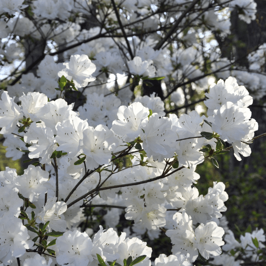 Rhododendron Azalea Milky Way (Azalea)