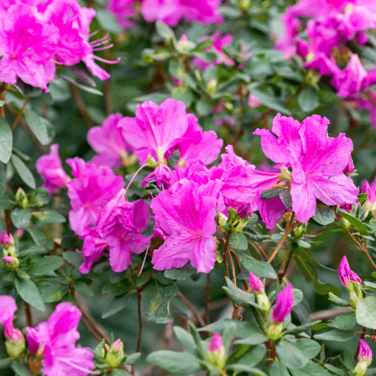 Rhododendron Azalea Geisha Pink (Azalea)