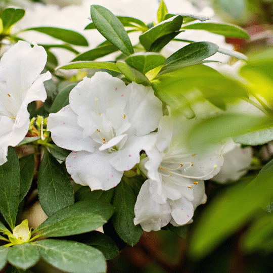 Rhododendron Azalea Bloomchampion White (Azalea)