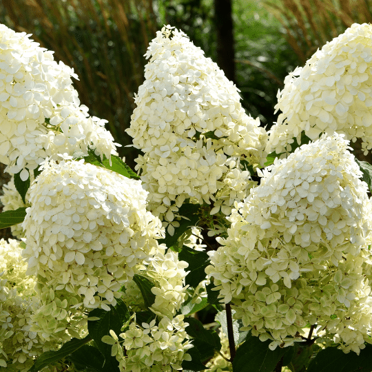 Hydrangea Paniculata Little Spooky (Pluimhortensia)