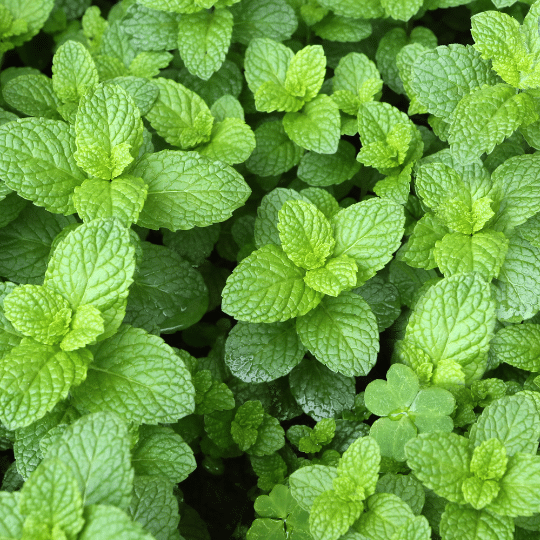 Mentha Spicata (Groene munt)