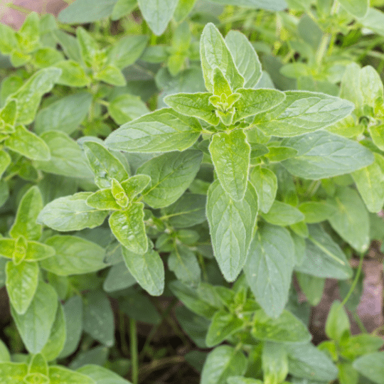 Origanum Vulgare (Oregano)