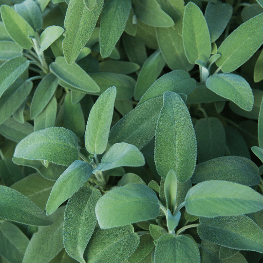 Salvia Officinalis (Echte salie)