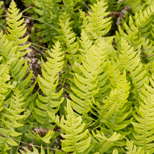 Polypodium Vulgare (Gewone Eikvaren)