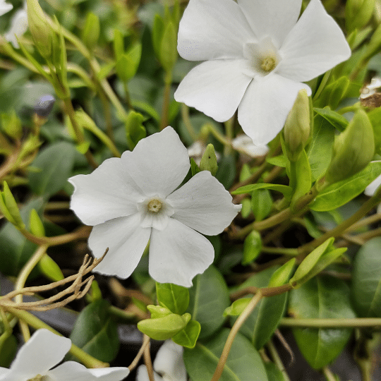 Vinca Minor Mis Gertrude Jekyll (Kleine Maagdenpalm)