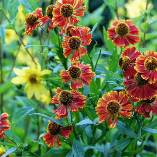 Helenium Short ‘n Sassy (Zonnekruid)