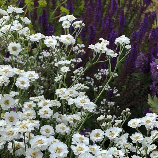 Achillea Ptarmica The Pearl (Duizendblad)