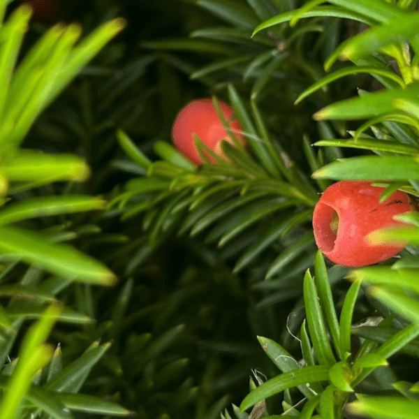 Taxus Media Hicksii (Venijnboom)