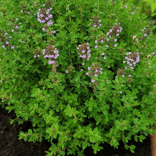 Thymus Vulgaris (Keukentijm)