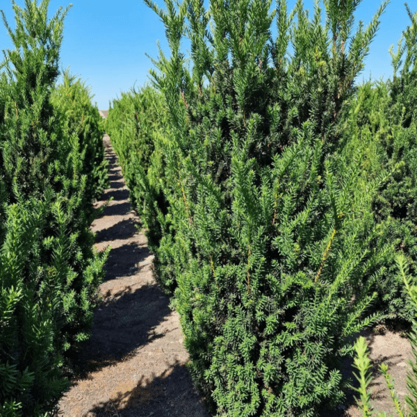 Taxus Media Hicksii (Venijnboom)