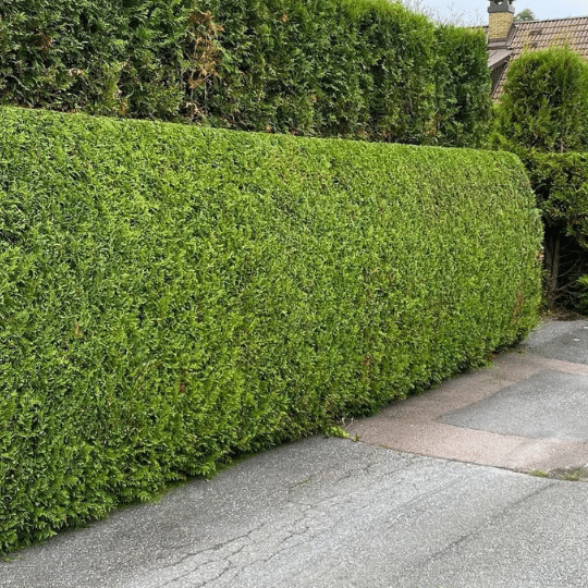 Thuja Occidentalis Brabant (Levensboom)