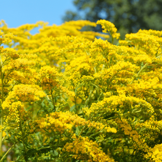 Solidago Strahlenkrone (Guldenroede)