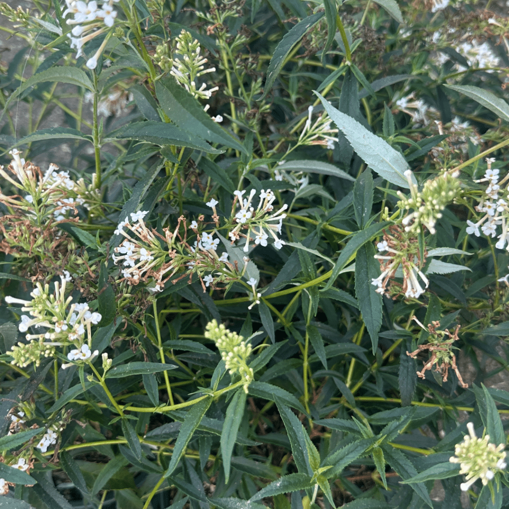 Buddleya Davidii Free Petite Snow White (Mini Vlinderstruik)