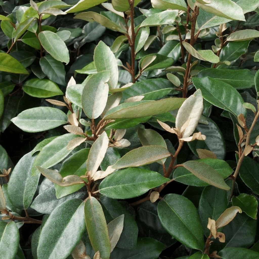 Elaeagnus Ebbingei (Olijfwilg)