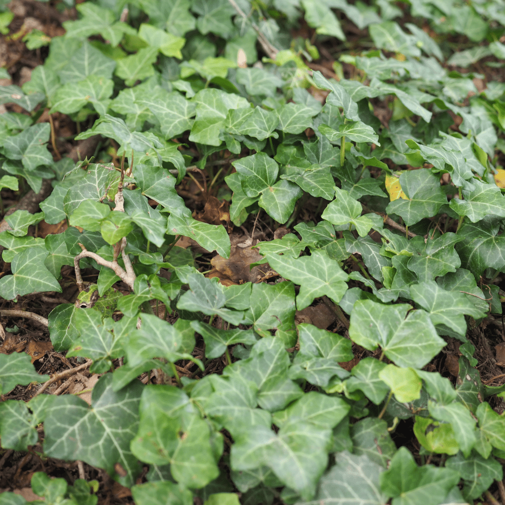 Hedera Hibernica (klimop)