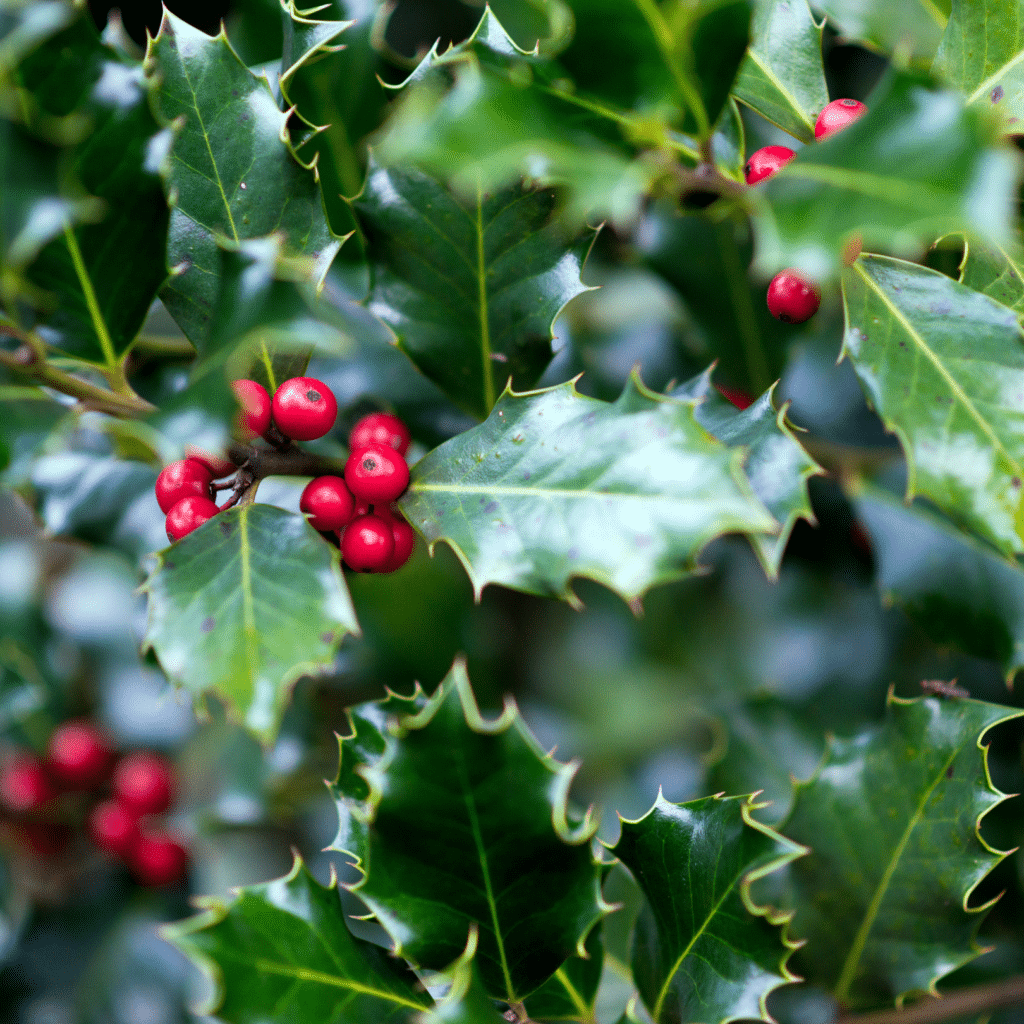 Ilex Meserveae Heckenfee (Hulst)