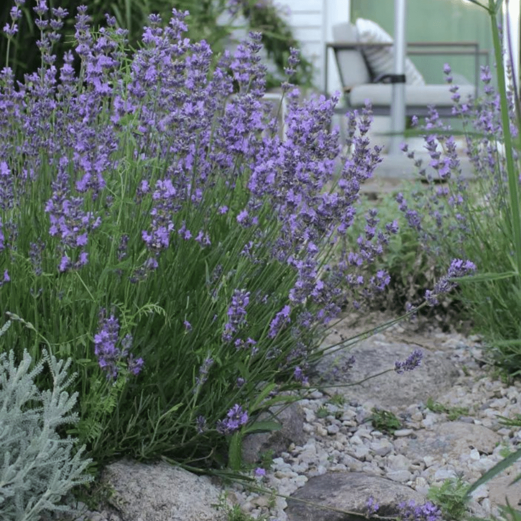 Lavendula Angustifolia Dwarf Blue (Lavendel)