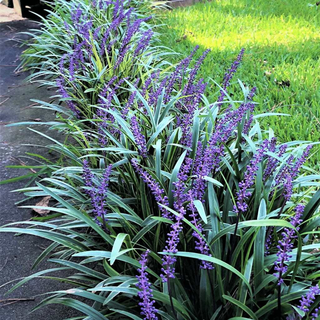 Liriope Muscari Moneymaker (Leliegras)