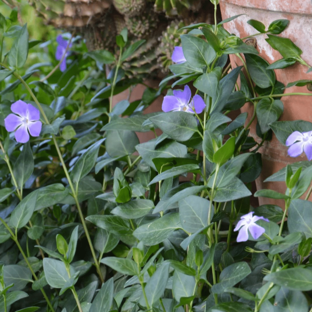 Vinca Major (Grote Maagdenpalm)