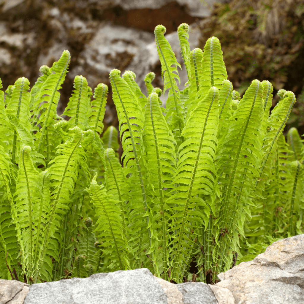 Matteuccia Struthiopteris (Struisvaren)