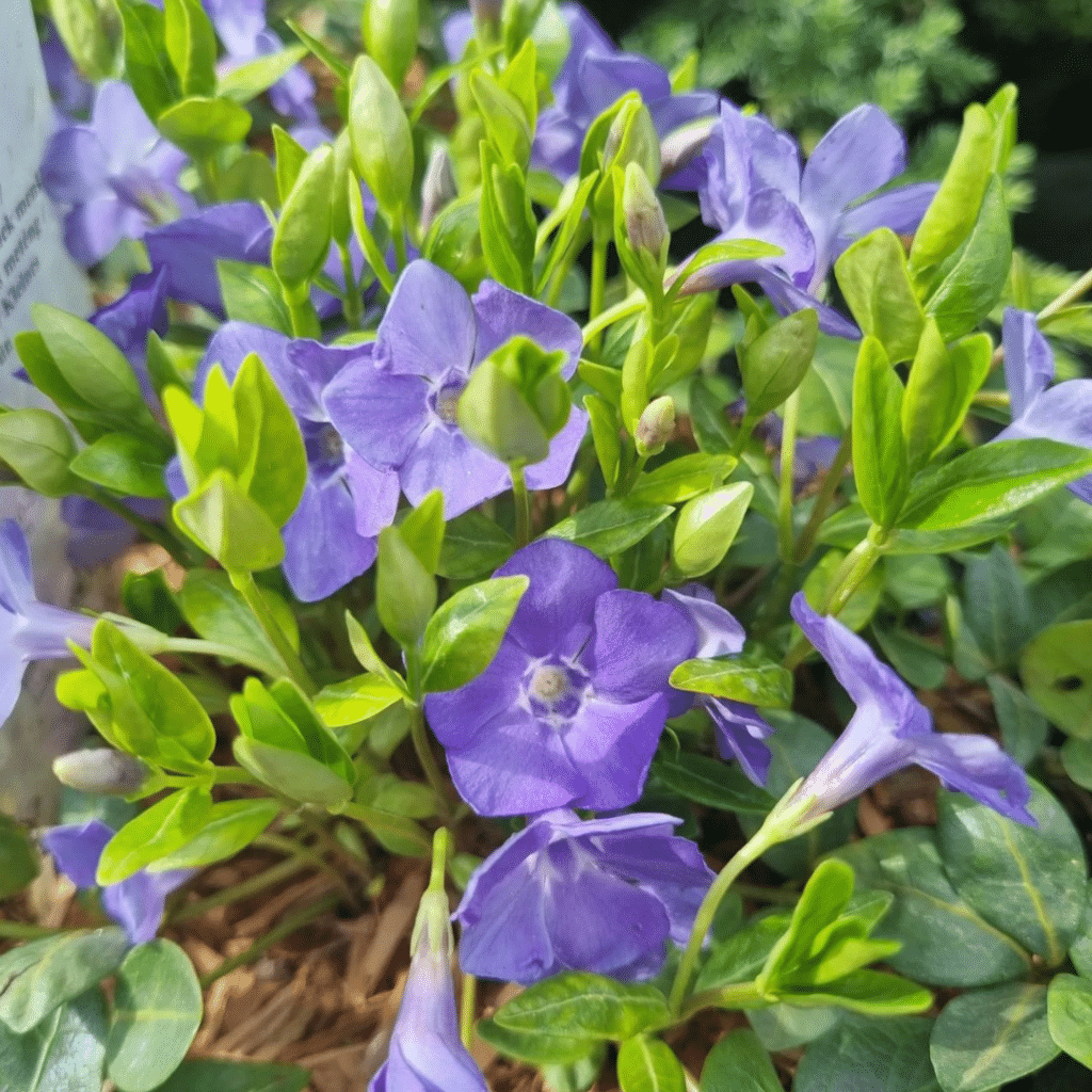 Vinca Minor (Kleine Maagdenpalm)