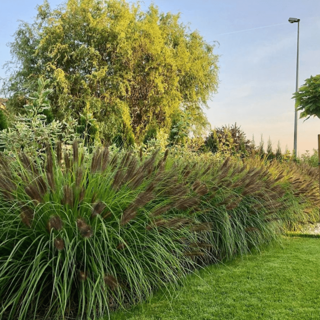 Pennisetum Alopecuriodes Black Beauty (Lampenpoetsergras)