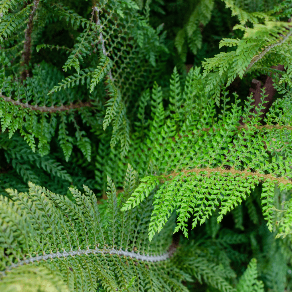 Polystichum Setiferum Herrenhausen (Naaldvaren)