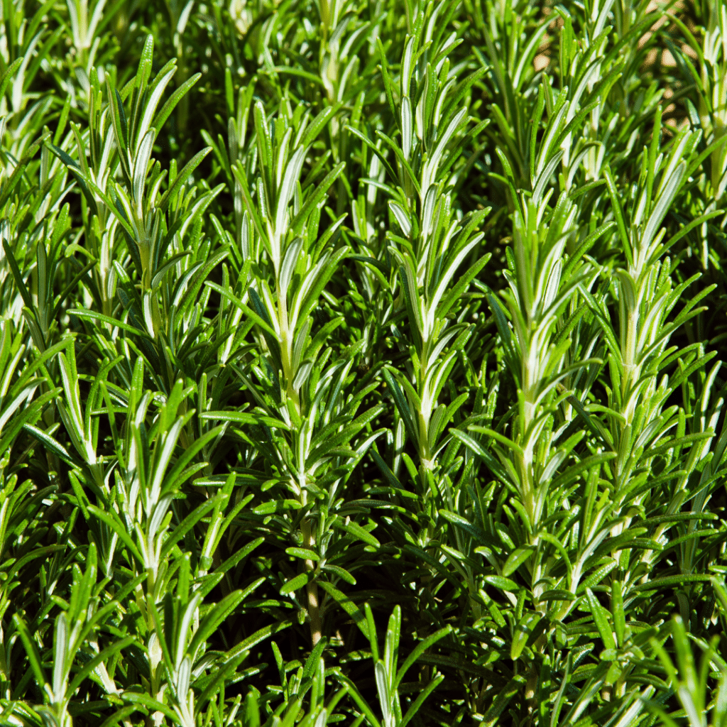 Rosmarinus Officinalis (Rozemarijn)