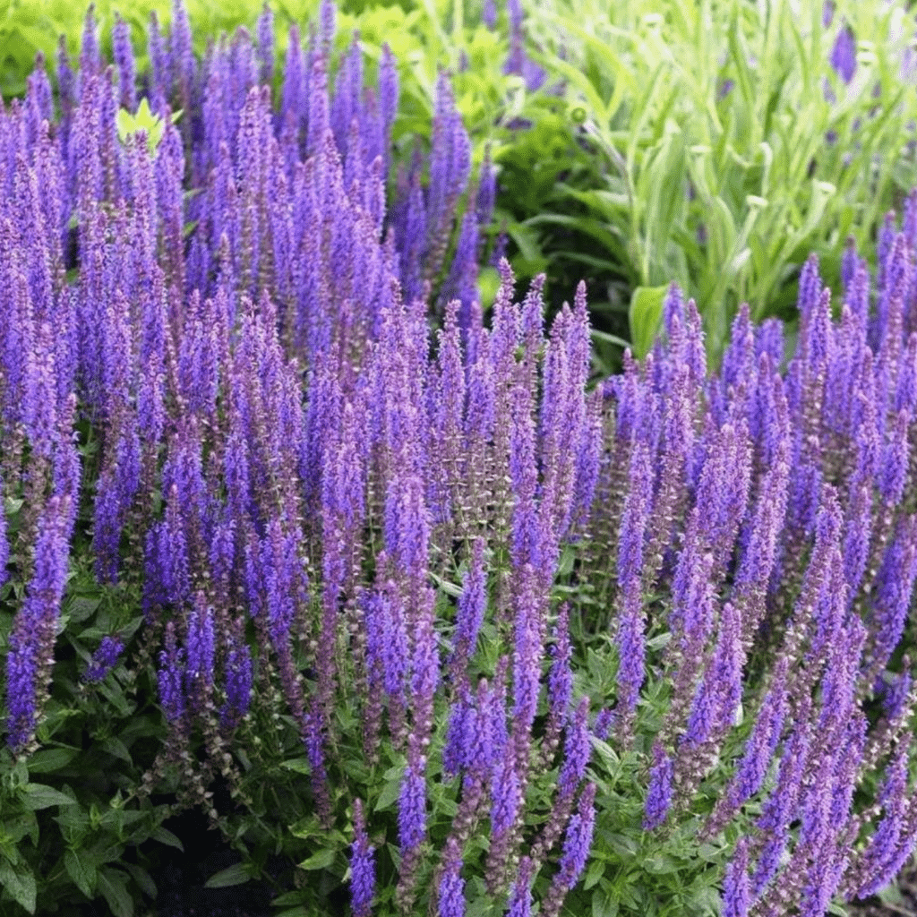 Salvia Nemorosa Mainacht (Salie)