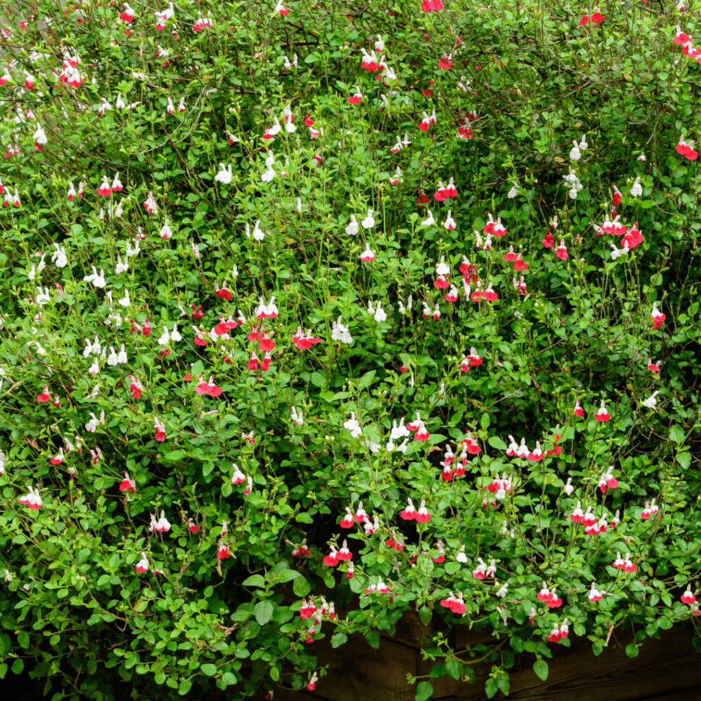 Salvia Microphylla Hot Lips (Salie)