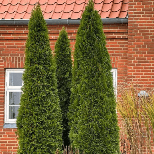 Thuja Occidentalis Smaragd (Levensboom)