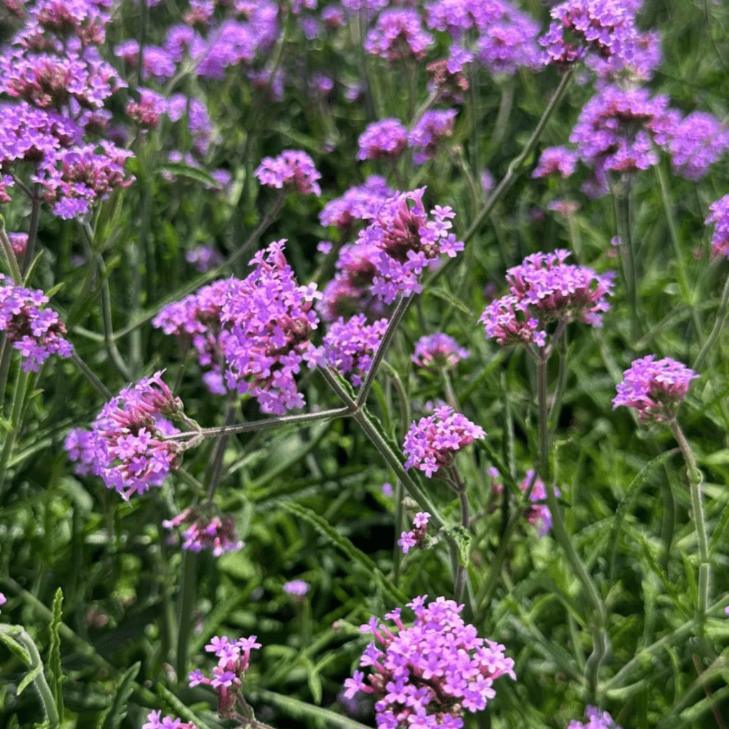 Verbena Bonariensis lollipop (Ijzerhard)