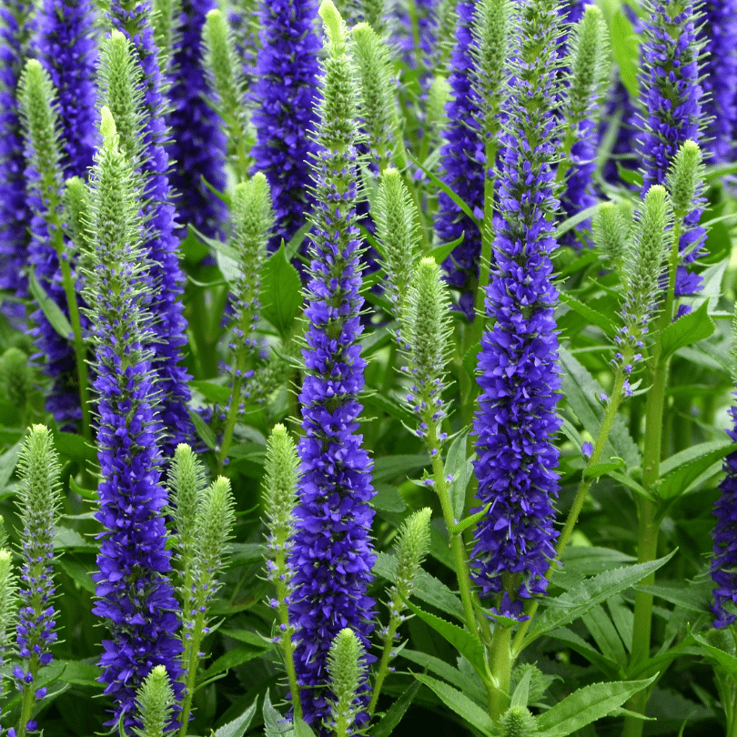 Veronica Spicata Ulster dwarf Blue (Ereprijs)