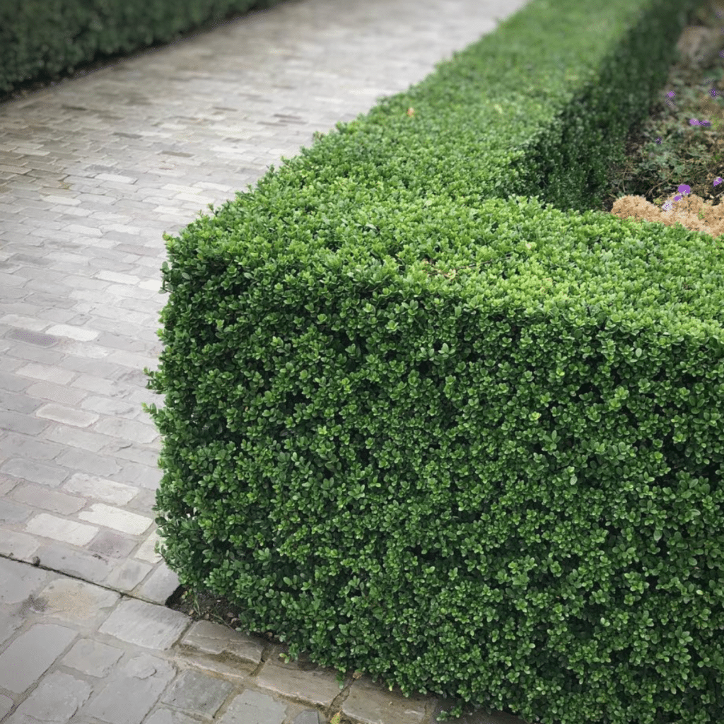 Ilex Crenata Caroline Upright (Japanse Hulst)