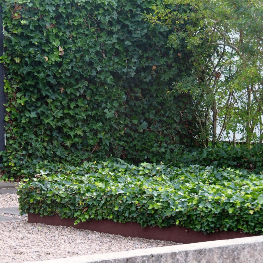 Hedera Helix (Kleinbladige Klimop)