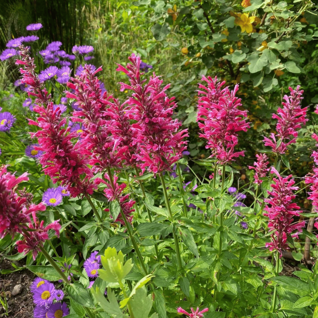 Agastache Red Fortune (Dropplant)