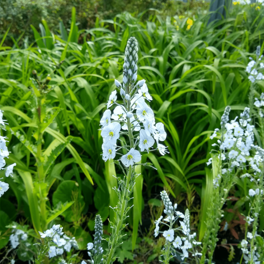 Veronica Gentianoides (Ereprijs)