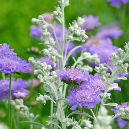 Scabiosa Caucasica Butterfly Blue (Duifkruid)