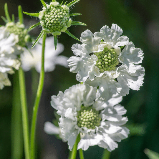 Scabiosa Caucasica Perfecta Alba (Duifkruid)