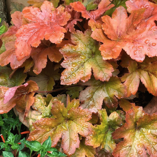 Heuchera Caramel (Purperklokje)