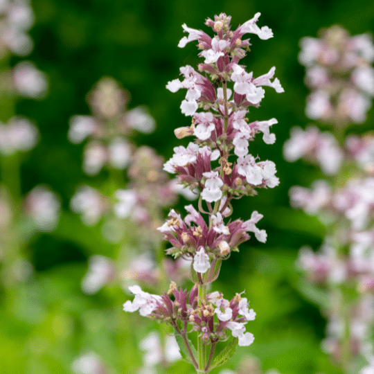 Nepeta grandiflora 'Dawn to Dusk’ (Kattenkruid)