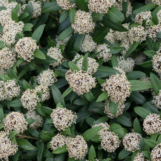 Skimmia Japonica Finchy (Skimmia)