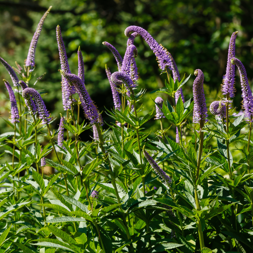 Veronicastrum Sibiricum Red Arrows (Ereprijs)