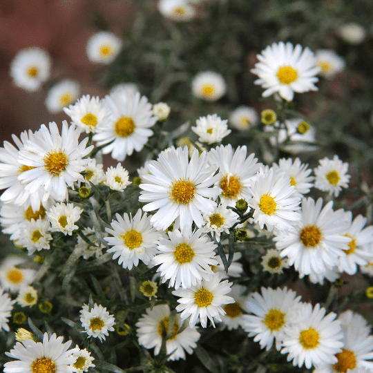 Aster Ageratoides Ashvi (Herfstaster)