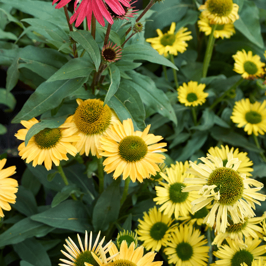 Echinacea Purpurea Harvest Moon (Zonnehoed)