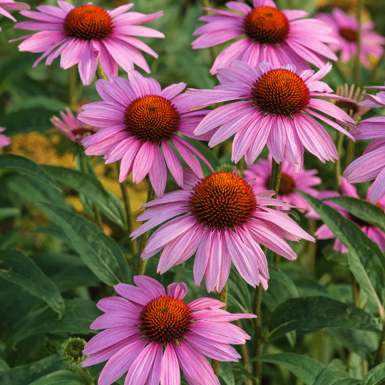 Echinacea Purpurea (Rode Zonnehoed)