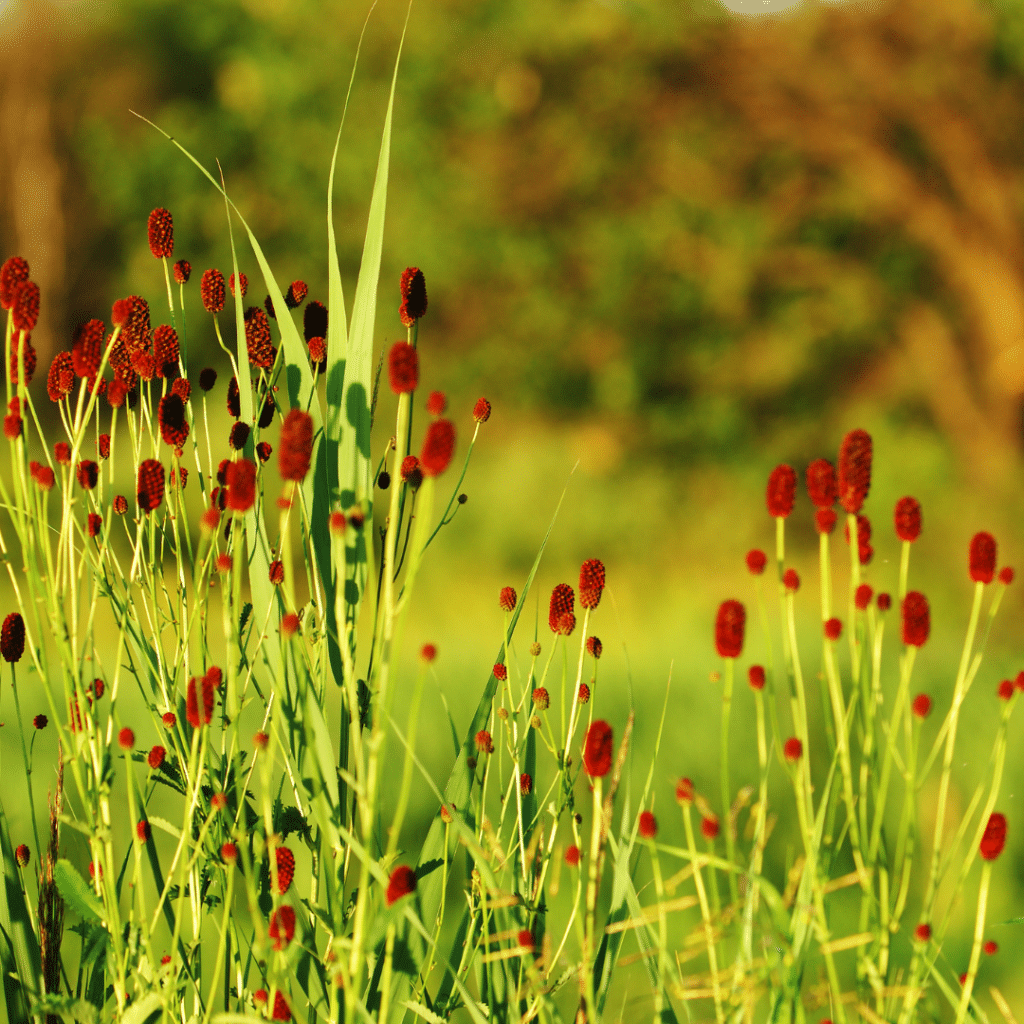 Sanguisorba Officinalis Tanna (Pimpernel)