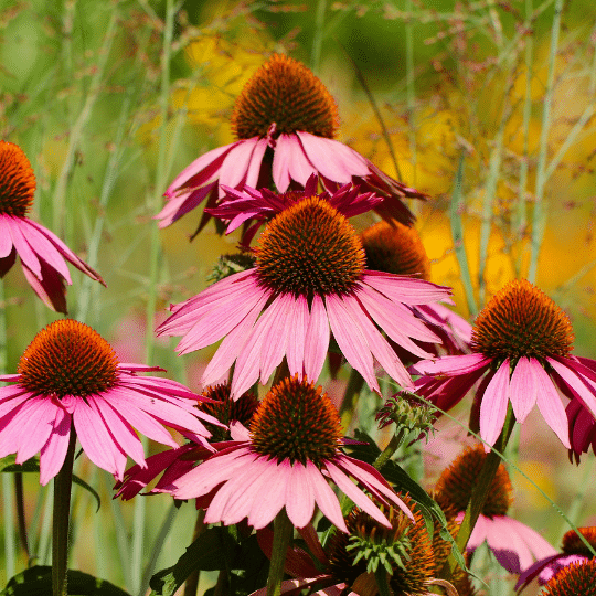 Echinacea Purpurea Summer Cocktail (Rode Zonnehoed)