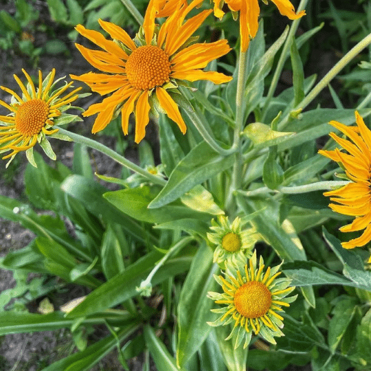 Helenium Hoopesii (Zonnekruid)