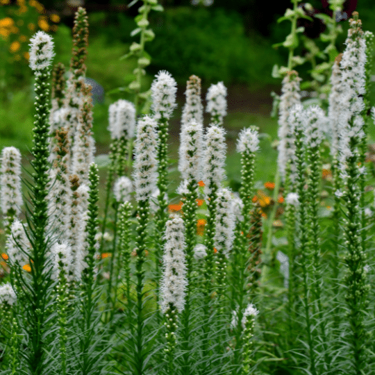 Liatris Spicata Floristan Weiss (Lampenpoetser)